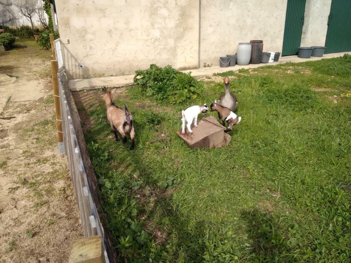 הוילה Macinhata do Vouga Quinta Da Mesa מראה חיצוני תמונה